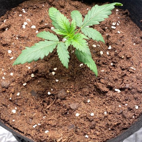 Sweet Mandarine Zkittlez XL growlog timeline photo