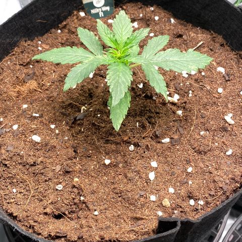 Milky Way F1 Hybrid growlog timeline photo