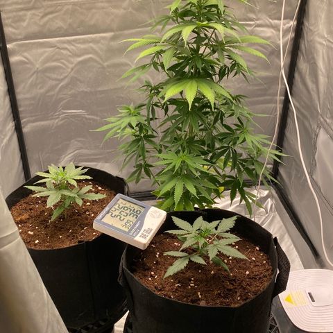 Milky Way F1 Hybrid growlog timeline photo