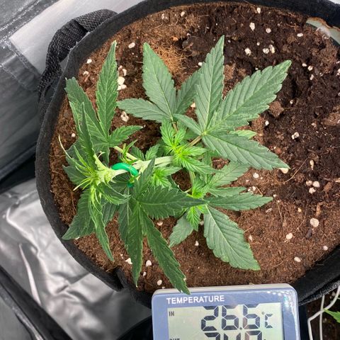 Milky Way F1 Hybrid growlog timeline photo