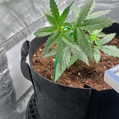 Milky Way F1 Hybrid growlog timeline photo