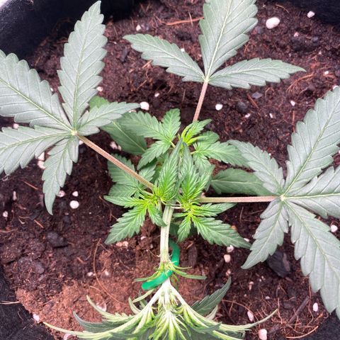 Sweet Mandarine Zkittlez XL growlog timeline photo