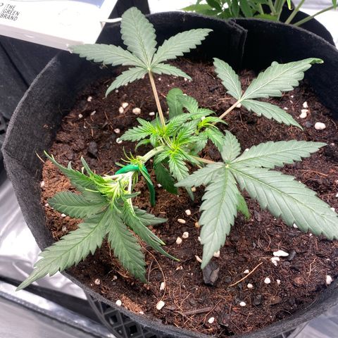 Sweet Mandarine Zkittlez XL growlog timeline photo