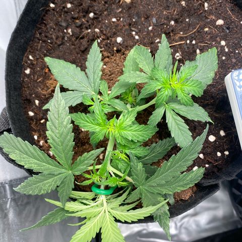 Milky Way F1 Hybrid growlog timeline photo