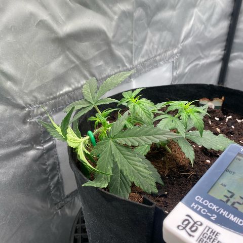 Milky Way F1 Hybrid growlog timeline photo