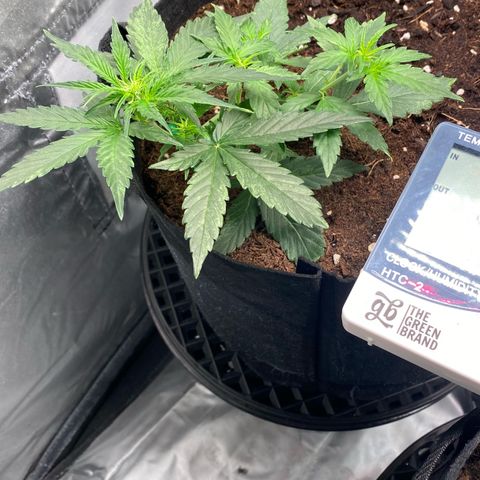 Milky Way F1 Hybrid growlog timeline photo