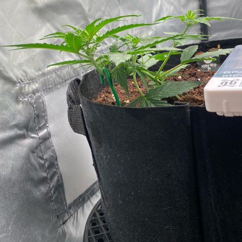Milky Way F1 Hybrid growlog timeline photo