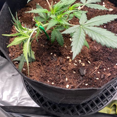 Sweet Mandarine Zkittlez XL growlog timeline photo