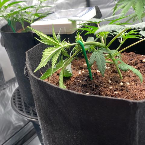 Sweet Mandarine Zkittlez XL growlog timeline photo