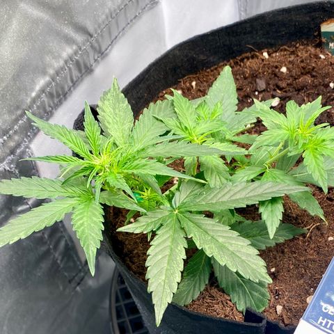 Milky Way F1 Hybrid growlog timeline photo
