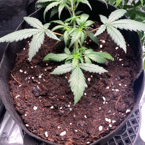 Sweet Mandarine Zkittlez XL growlog timeline photo