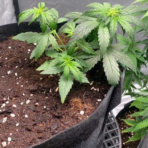 Milky Way F1 Hybrid growlog timeline photo