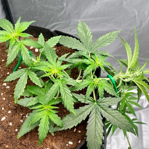 Milky Way F1 Hybrid growlog timeline photo