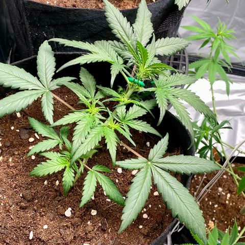 Sweet Mandarine Zkittlez XL growlog timeline photo