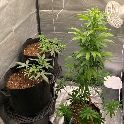 Milky Way F1 Hybrid growlog timeline photo