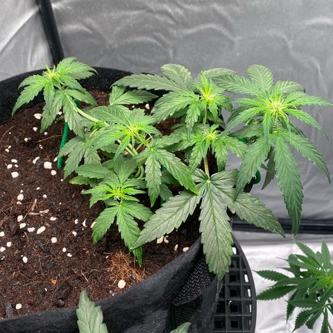 Milky Way F1 Hybrid growlog timeline photo