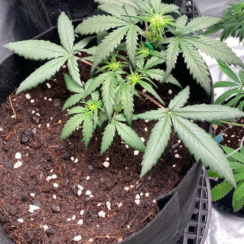 Sweet Mandarine Zkittlez XL growlog timeline photo
