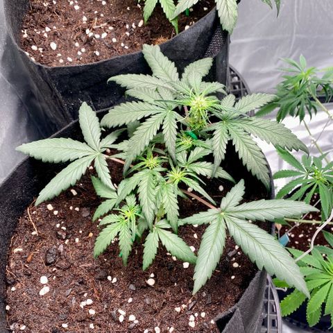 Sweet Mandarine Zkittlez XL growlog timeline photo