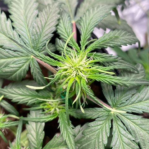 Sweet Mandarine Zkittlez XL growlog timeline photo