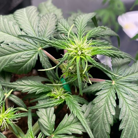 Sweet Mandarine Zkittlez XL growlog timeline photo