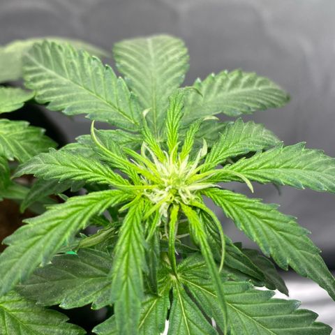 Milky Way F1 Hybrid growlog timeline photo