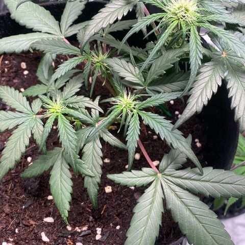 Sweet Mandarine Zkittlez XL growlog timeline photo