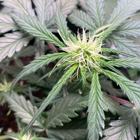 Sweet Mandarine Zkittlez XL growlog timeline photo