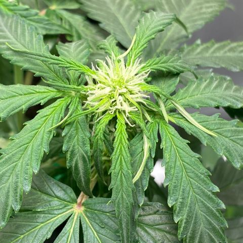 Milky Way F1 Hybrid growlog timeline photo