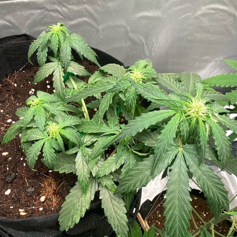 Milky Way F1 Hybrid growlog timeline photo