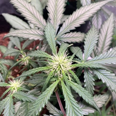 Sweet Mandarine Zkittlez XL growlog timeline photo