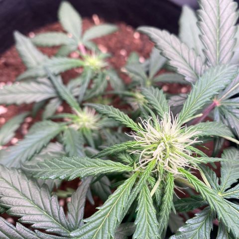 Sweet Mandarine Zkittlez XL growlog timeline photo