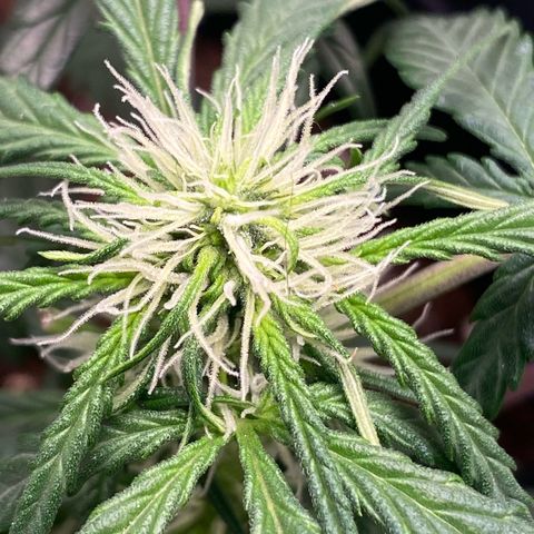 Sweet Mandarine Zkittlez XL growlog timeline photo
