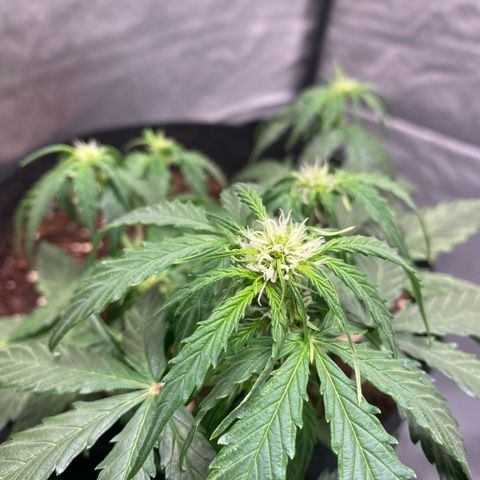 Milky Way F1 Hybrid growlog timeline photo