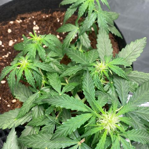 Milky Way F1 Hybrid growlog timeline photo