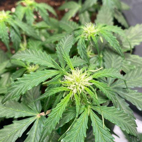 Milky Way F1 Hybrid growlog timeline photo