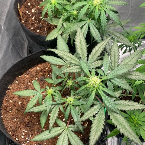 Milky Way F1 Hybrid growlog timeline photo