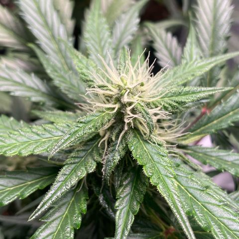 Sweet Mandarine Zkittlez XL growlog timeline photo