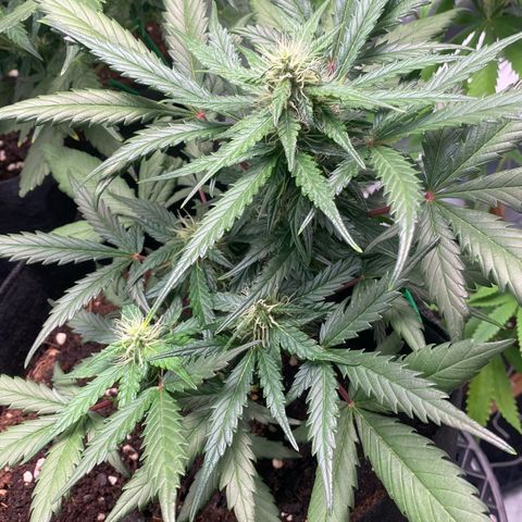 Sweet Mandarine Zkittlez XL growlog timeline photo