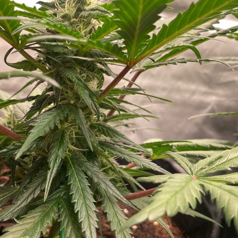 Sweet Mandarine Zkittlez XL growlog timeline photo