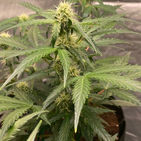Milky Way F1 Hybrid growlog timeline photo