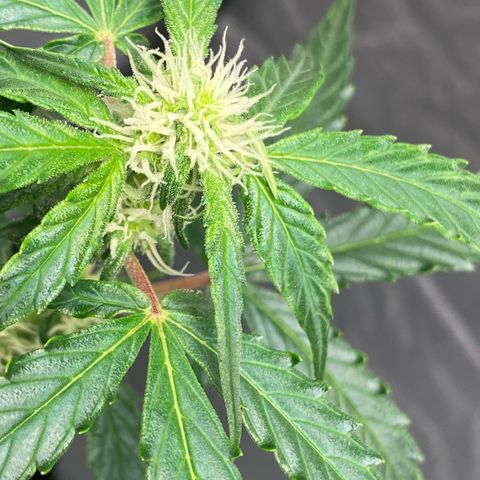 Milky Way F1 Hybrid growlog timeline photo