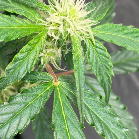 Milky Way F1 Hybrid growlog timeline photo