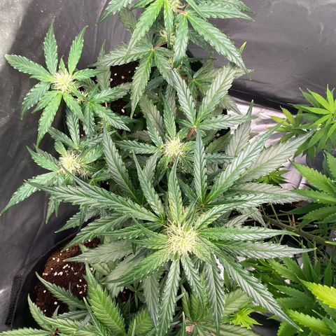 Milky Way F1 Hybrid growlog timeline photo