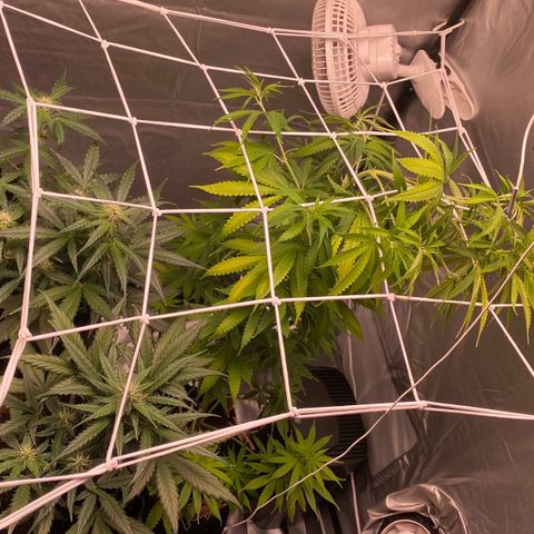 Milky Way F1 Hybrid growlog timeline photo