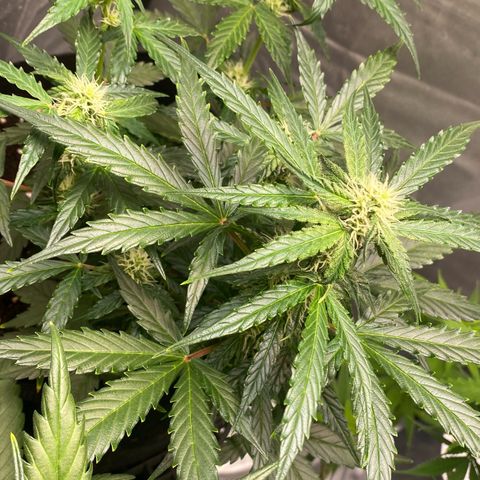 Milky Way F1 Hybrid growlog timeline photo