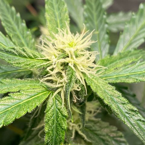 Milky Way F1 Hybrid growlog timeline photo