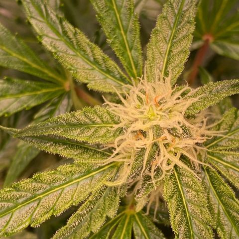 Milky Way F1 Hybrid growlog timeline photo