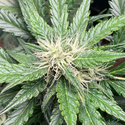 Sweet Mandarine Zkittlez XL growlog timeline photo