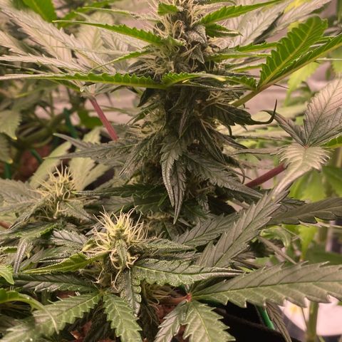 Sweet Mandarine Zkittlez XL growlog timeline photo