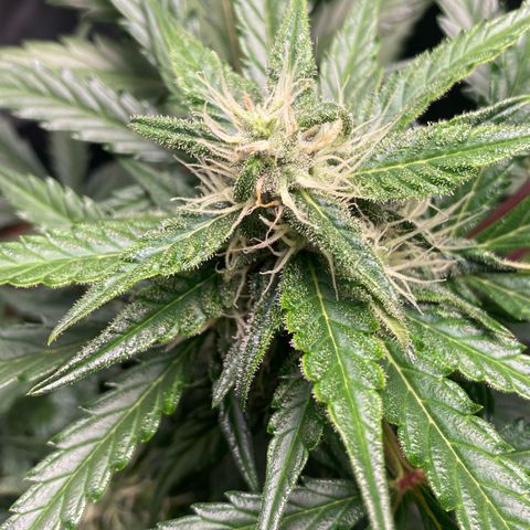 Sweet Mandarine Zkittlez XL growlog timeline photo